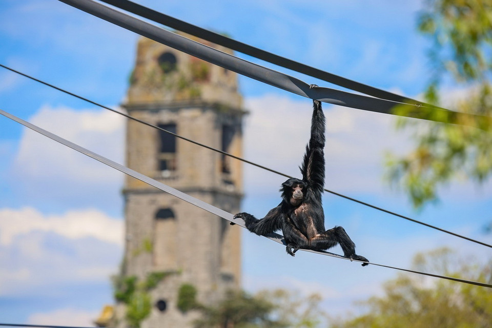 Vượn Mực tại "Đảo Mặt Trời mọc." (Ảnh: TTXVN phát)