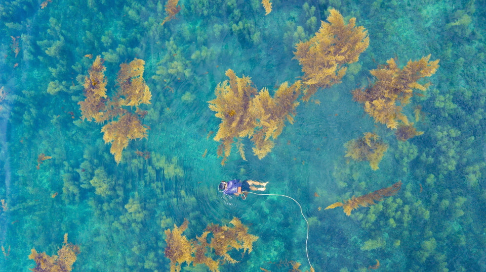 Ngư dân dùng bình oxy lặn xuống nước để cắt rong. (Ảnh: Minh Đức/TTXVN)