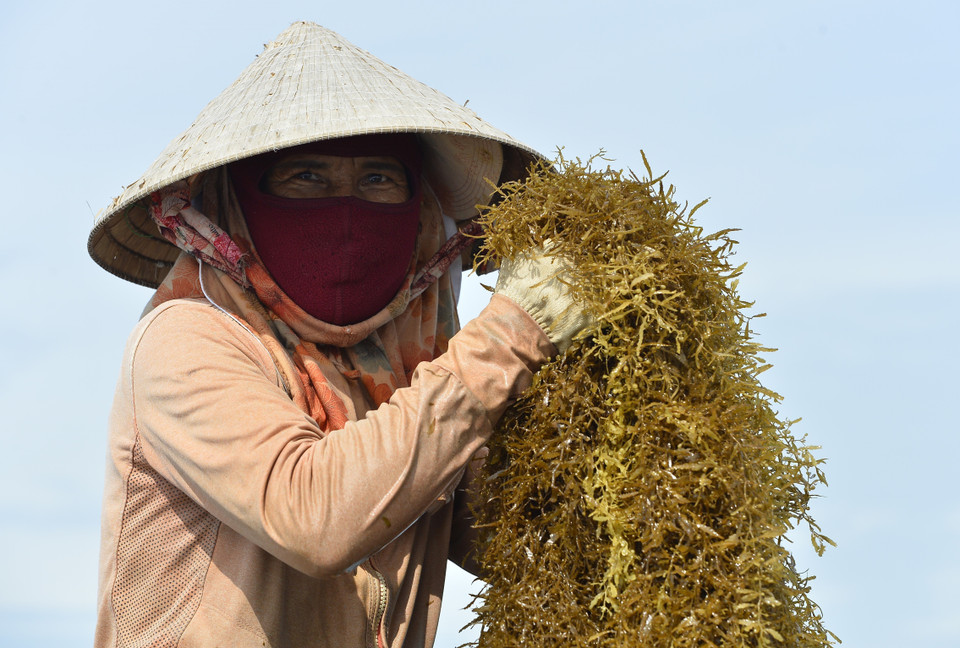 Từ giữa tháng 5 đến nay, hàng trăm ngư dân các vùng bãi ngang ven biển tỉnh Quảng Ngãi lại rộn ràng vảo vụ khai thác rong mơ. (Ảnh: Minh Đức/TTXVN)