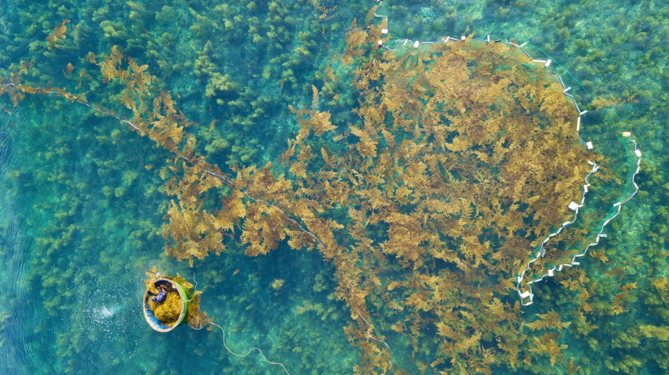 Ngư dân dùng lưới vây khoanh lại một vùng khoảng 50m2, sau đó dùng bình oxy lặn xuống nước để cắt rong. (Ảnh: Minh Đức/TTXVN)