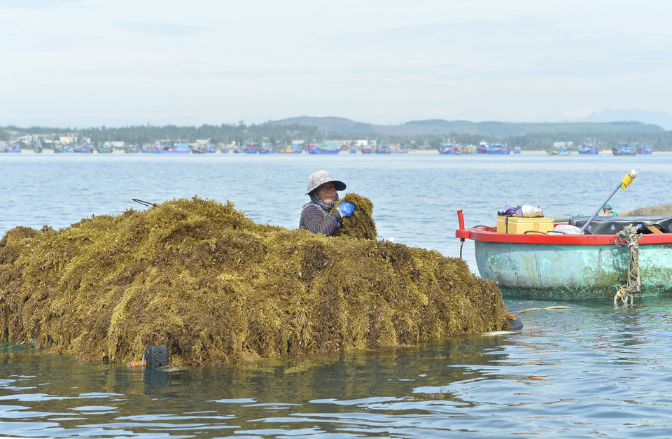 Sau khi thu hái rong mơ, người dân sẽ mang lên bờ phơi khô trong một đến hai ngày rồi bán lại cho thương lái. (Ảnh: Minh Đức/TTXVN)