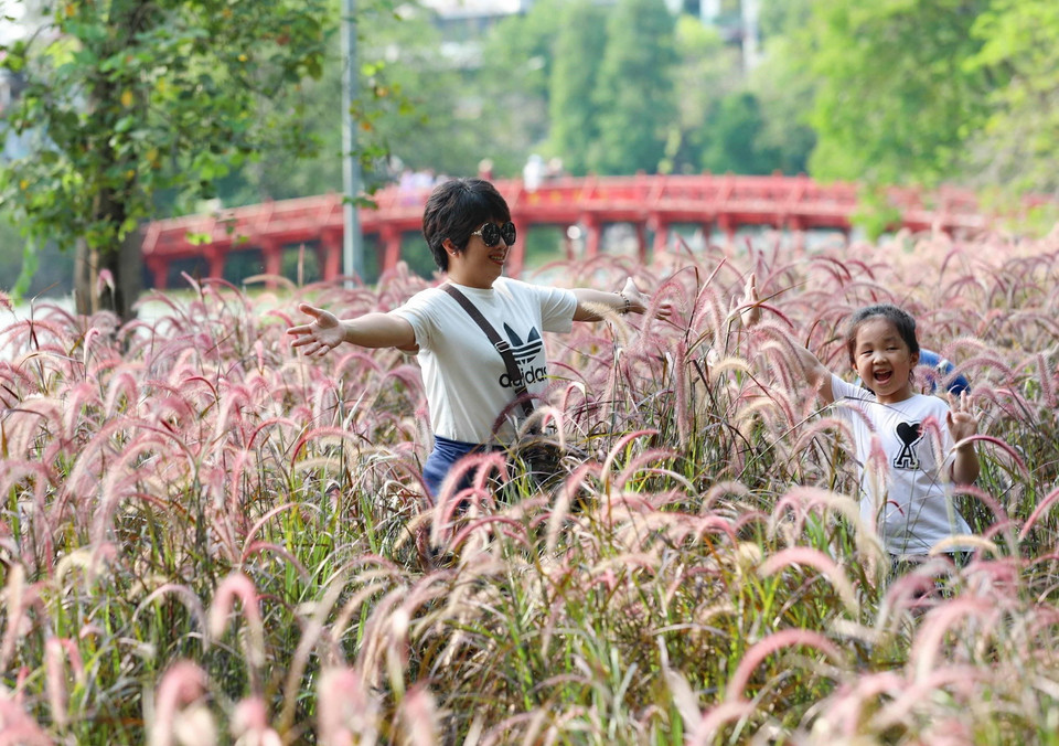 Vườn cỏ lau bên Hồ Gươm là điểm chụp ảnh lý tưởng của du khách. (Ảnh: Thanh Tùng/TTXVN)