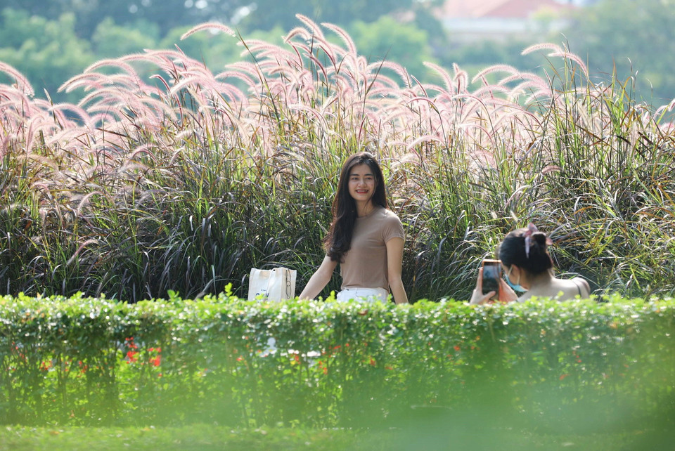  Vườn cỏ lau bên Hồ Gươm là điểm chụp ảnh lý tưởng của du khách. (Ảnh: Thanh Tùng/TTXVN)