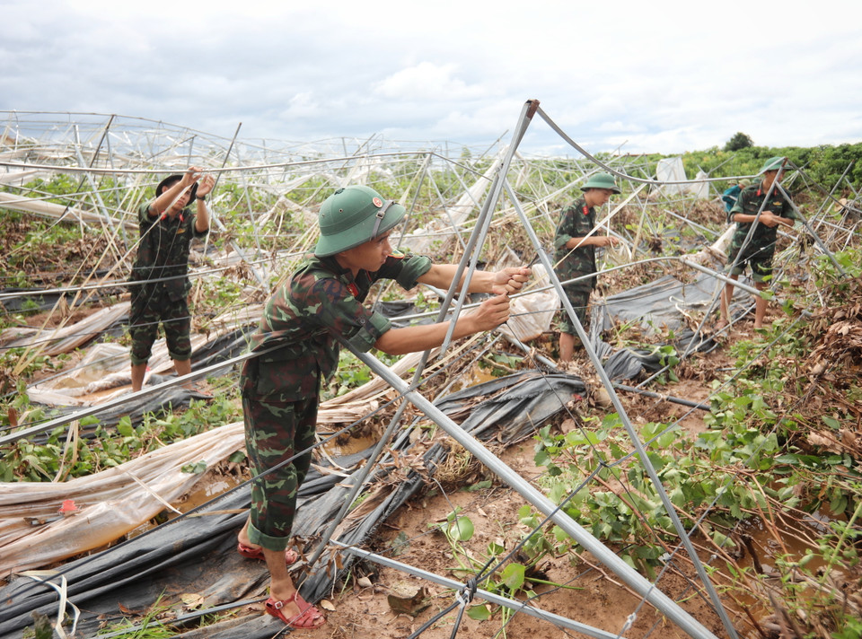 Cán bộ, chiến sỹ Sư đoàn 325 hỗ trợ anh Trương Văn Ngọ, thôn Khả Lã, xã Tân Lập, huyện Lục Ngạn dọn dẹp, sửa chữa lại vườn nho bị bão đánh sập. (Ảnh: Danh Lam/TTXVN)