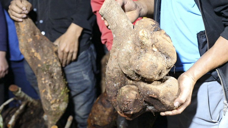 Những củ cây rừng được người dân bán online tại chợ đêm. (Ảnh: Xuân Tư/TTXVN)