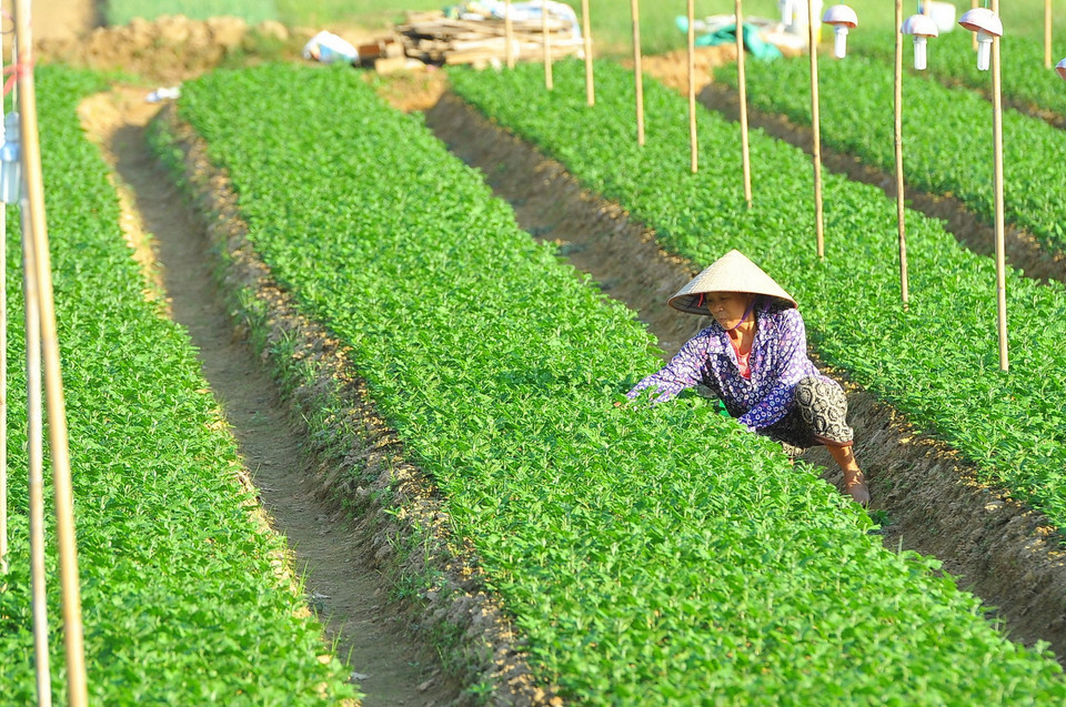 Các hộ trồng hoa ở xã Ninh Phúc (Ninh Bình) gieo trồng chăm sóc hoa vụ Tết. (Ảnh: Minh Đức/TTXVN)