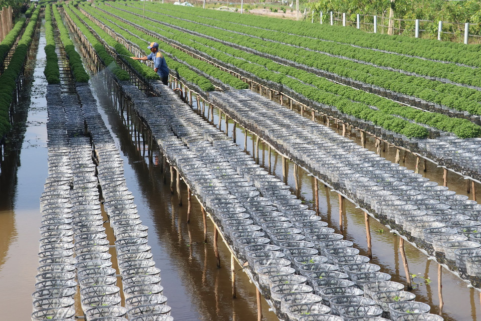 Làng hoa Sa Đéc (Đồng Tháp) tích cực chăm sóc hơn 3 triệu giỏ hoa để kịp nở vào đúng dịp Tết. (Ảnh: Nguyễn Văn Trí/TTXVN)