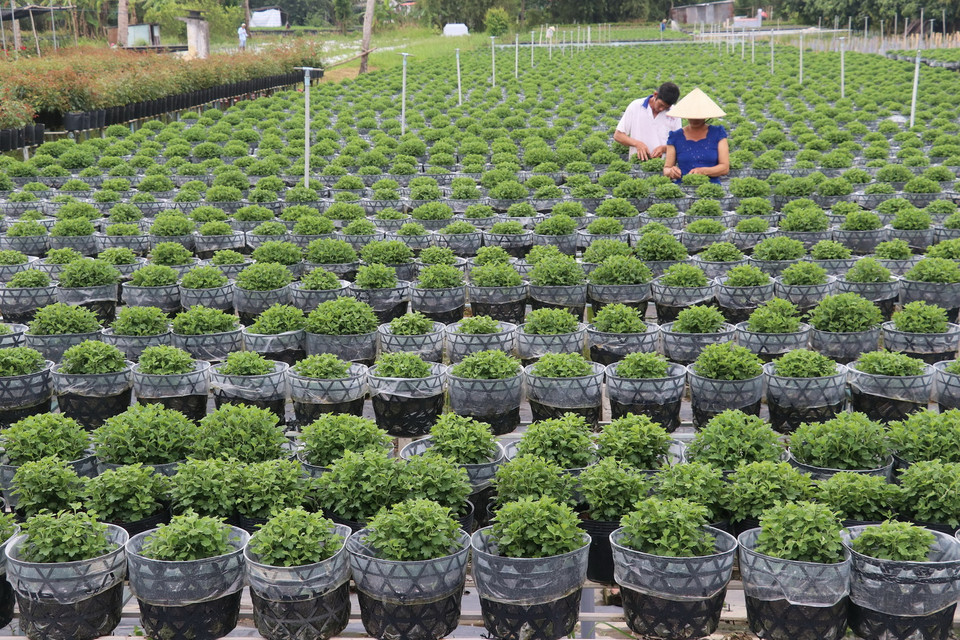 Làng hoa Sa Đéc (Đồng Tháp) tích cực chăm sóc hơn 3 triệu giỏ hoa để kịp nở vào đúng dịp Tết. (Ảnh: Nguyễn Văn Trí/TTXVN)