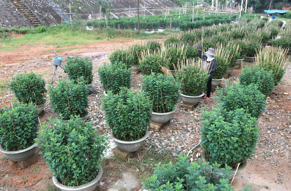 Làng hoa An Lạc (Quảng Trị) có gần 100 hộ tham gia trồng trên 30.000 chậu hoa, trong đó chủ yếu là hoa cúc phục vụ Tết. (Ảnh: Nguyên Lý/TTXVN)