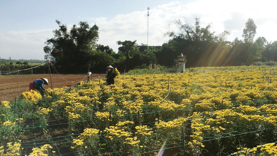 Nông dân tỉnh Quảng Bình tích cực trong các khâu chăm sóc hoa, cây cảnh để kịp phục vụ thị trường Tết. (Ảnh: Võ Dung/TTXVN)