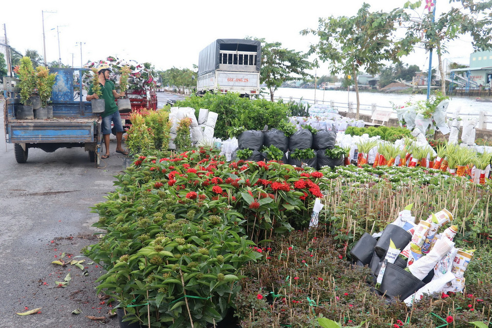 Phường Tân Quy Đông và xã Tân Khánh Đông (Sa Đéc, Đồng Tháp) có hơn 2.300 hộ sản xuất hoa kiểng các loại. (Ảnh: Nguyễn Văn Trí/TTXVN)