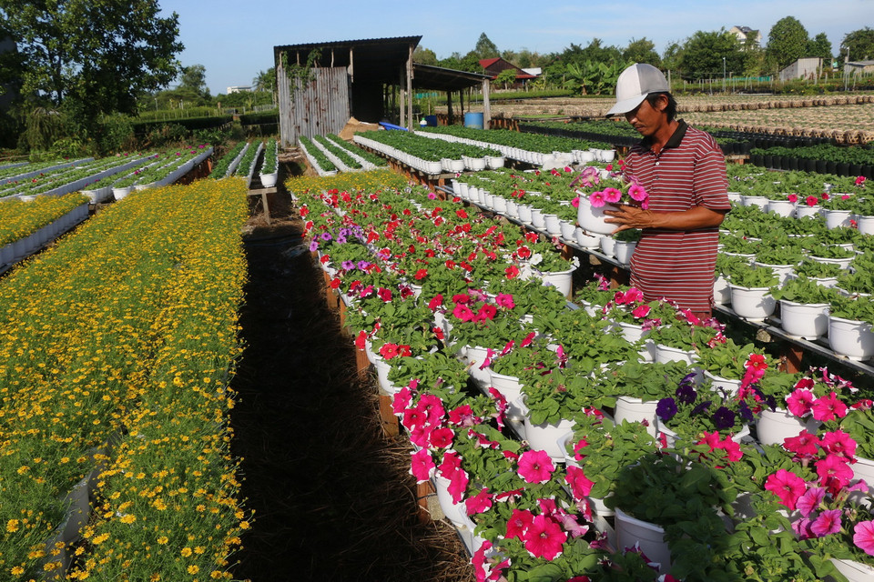 Phường Tân Quy Đông và xã Tân Khánh Đông (Sa Đéc, Đồng Tháp) có hơn 2.300 hộ sản xuất hoa kiểng các loại. (Ảnh: Nguyễn Văn Trí/TTXVN)