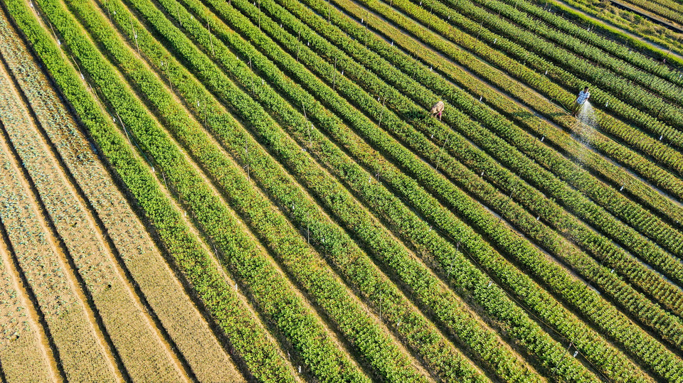 Các hộ trồng hoa ở xã Ninh Phúc (Ninh Bình) gieo trồng chăm sóc hoa vụ Tết. (Ảnh: Minh Đức/TTXVN)