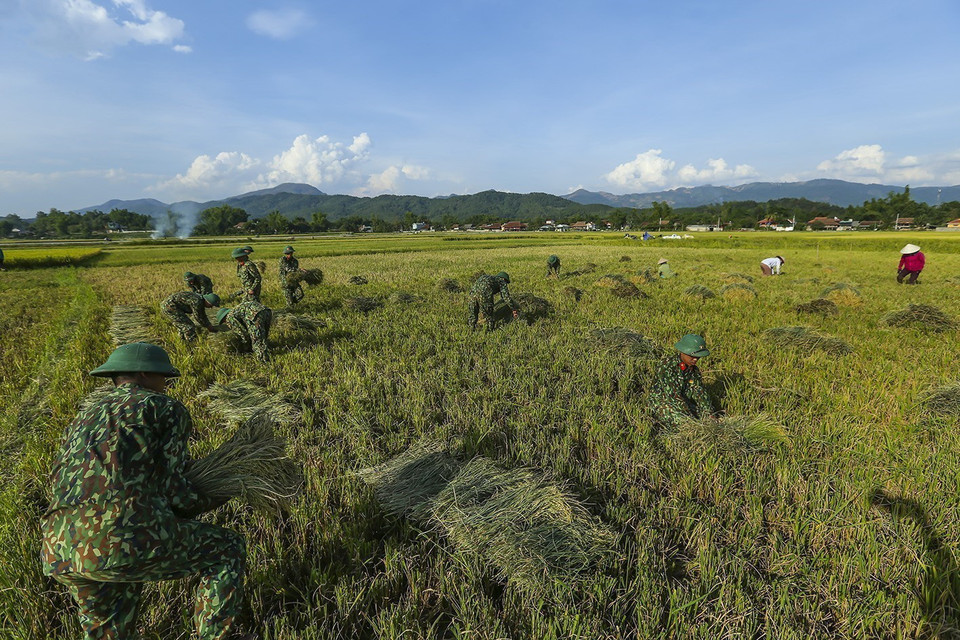  Cán bộ chiến sỹ Trung đoàn 82 thuộc Quân khu 2 giúp dân gặt lúa tại phường Thanh Trường, thành phố Điện Biên Phủ. (Ảnh: Phan Tuấn Anh/TTXVN)