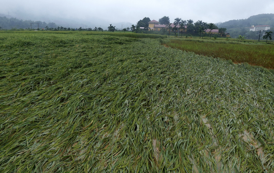 Nhiều ha lúa trên địa bàn xã Quang Kim, huyện Bát Xát bị ngập úng do ảnh hưởng của mưa lũ. (Ảnh: Quốc Khánh/TTXVN)