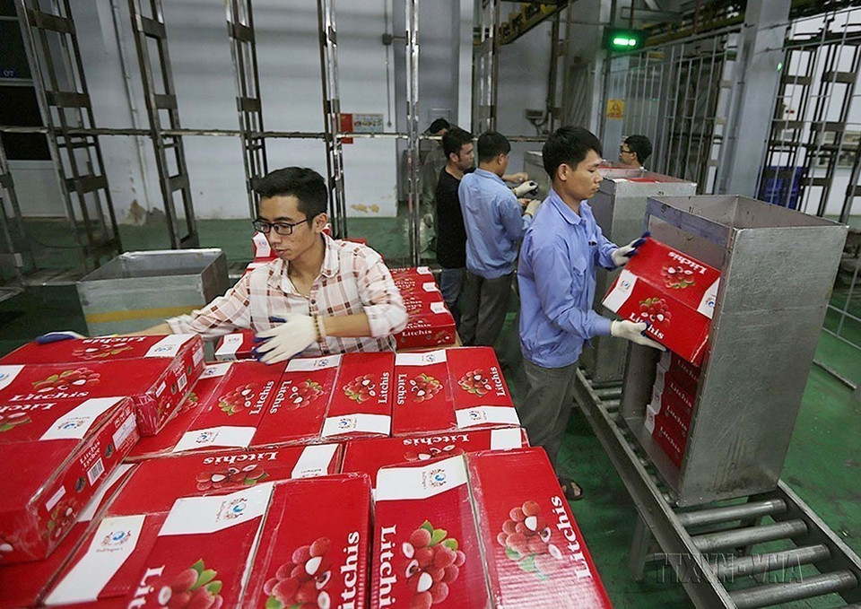 Hợp tác kinh tế, thương mại và đầu tư giữa hai nước phát triển tích cực. Trong ảnh: Chiếu xạ lô 11 tấn vải tươi của Công ty TNHH sản xuất thương mại và dịch vụ Rồng Đỏ xuất khẩu sang thị trường Australia (Hà Nội, 7/6/2018). (Ảnh: Trọng Đạt/TTXVN)