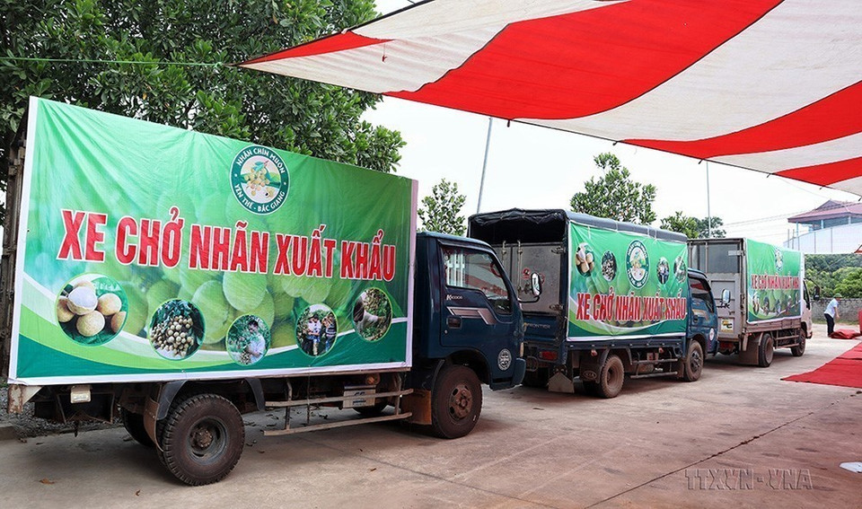 Kim ngạch thương mại hai chiều lần đầu tiên vượt ngưỡng 10 tỷ USD, đạt 12,4 tỷ USD năm 2021 và 13,4 tỷ USD trong 10 tháng đầu năm 2022. Trong ảnh: Ủy ban Nhân dân huyện Yên Thế (Bắc Giang) tổ chức xuất hành lô nhãn muộn Yên Thế đầu tiên xuất khẩu sang thị trường Australia (19/8/2022). (Ảnh: TTXVN phát)