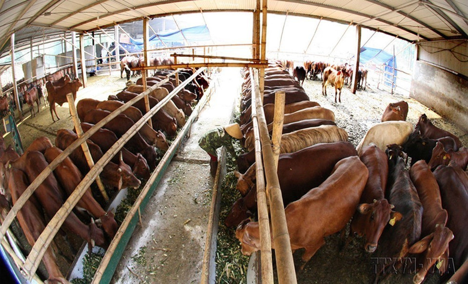Đàn bò ngoại hơn 300 con được một doanh nghiệp ở huyện miền núi Tân Kỳ (Nghệ An) nhập khẩu từ Australia. (Ảnh: Đình Huệ/TTXVN)