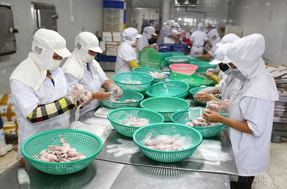 Kim ngạch thương mại hai chiều lần đầu tiên vượt ngưỡng 10 tỷ USD, đạt 12,4 tỷ USD năm 2021 và 13,4 tỷ USD trong 10 tháng đầu năm 2022. Trong ảnh: Công ty TNHH Tân Thành Lợi (Long An) áp dụng hệ thống các quy trình sản xuất an toàn thực phẩm theo tiêu chuẩn HACCP, GMP, SSOP…và đa dạng các sản phẩm, xuất khẩu sang nhiều thị trường, trong đó có Australia. (Ảnh: Danh Lam/TTXVN)