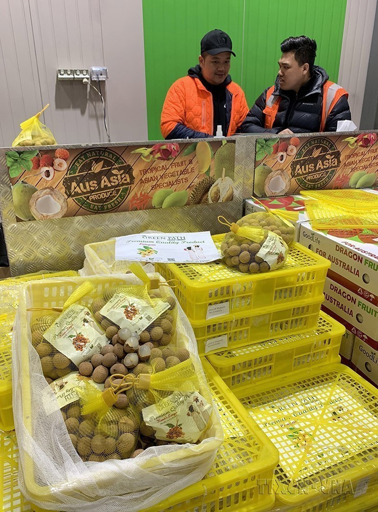 Từ 9/9/2019, những quả nhãn tươi của Việt Nam chính thức có mặt trên các kệ hàng tại Melbourne, bang Victoria, Australia. (Ảnh: Nguyễn Minh/TTXVN)