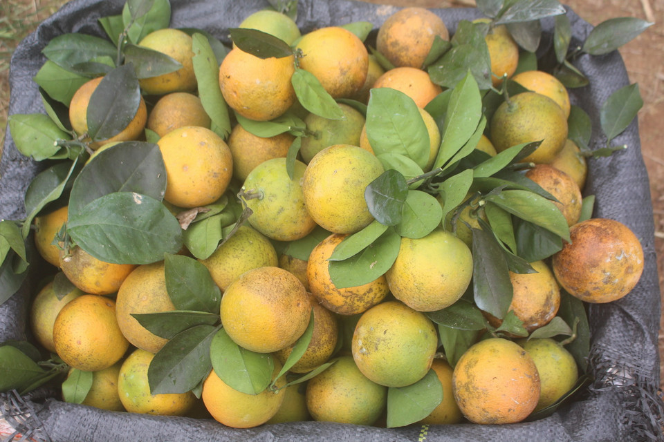 Cam năm nay được đánh giá đẹp hơn mọi năm, quả to, tròn đều, vỏ nhẵn, mọng nước, vị ngọt đậm. (Ảnh: Khiếu Tư/TTXVN)