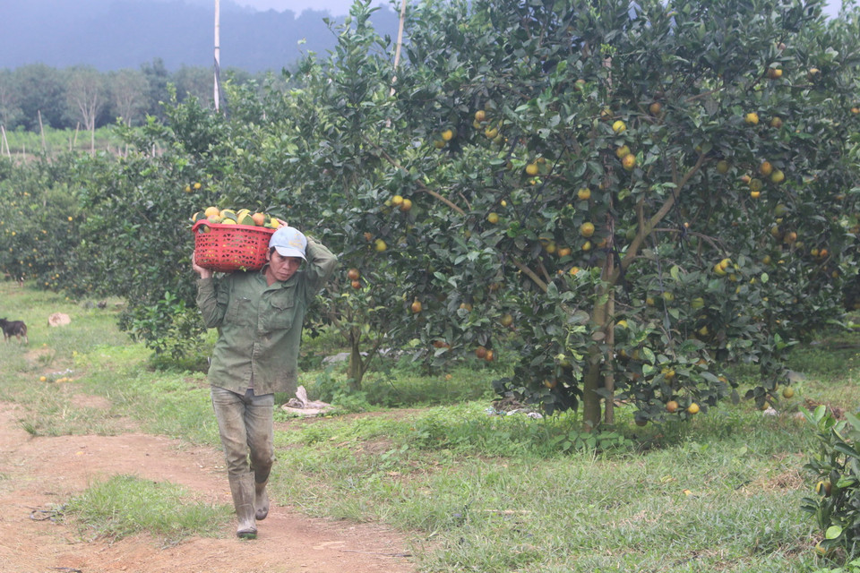 Với năng xuất hiện tại từ 25-30 tấn/ha, trừ các chi phí, người trồng cam thu lãi từ 150-170 triệu đồng/năm. Trong ảnh: Với năng xuất hiện tại từ 25-30 tấn/ha, trừ các chi phí, người trồng cam thu lãi từ 150-170 triệu đồng/năm. (Ảnh: Khiếu Tư/TTXVN)