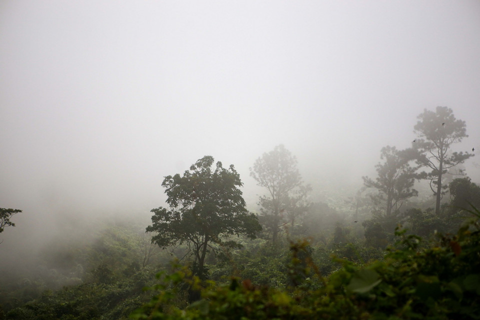  Những thảm mây tràn xuống, len lỏi trong rừng thông trên đèo Hải Vân tạo nên khung cảnh đẹp hết sức kỳ vĩ và thơ mộng. (Ảnh: Trần Lê Lâm/TTXVN)