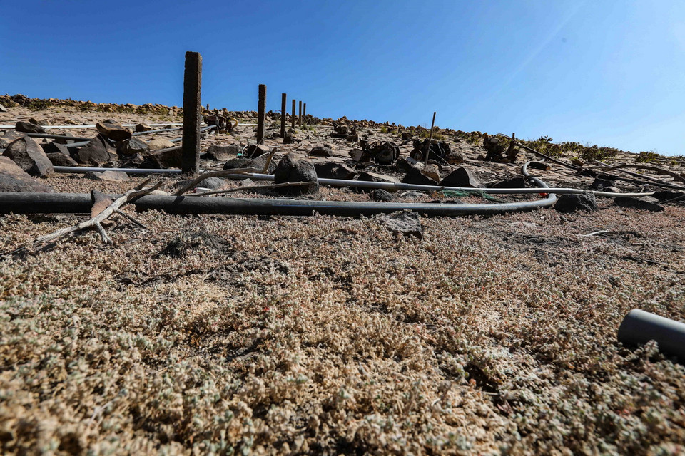 Lòng hồ Ông Kinh, huyện Ninh Hải khô cạn đến tận đáy, chỉ còn sót lại những xác cây chết và các đường ống dẫn nước do hạn hán kéo dài. (Ảnh: TTXVN)