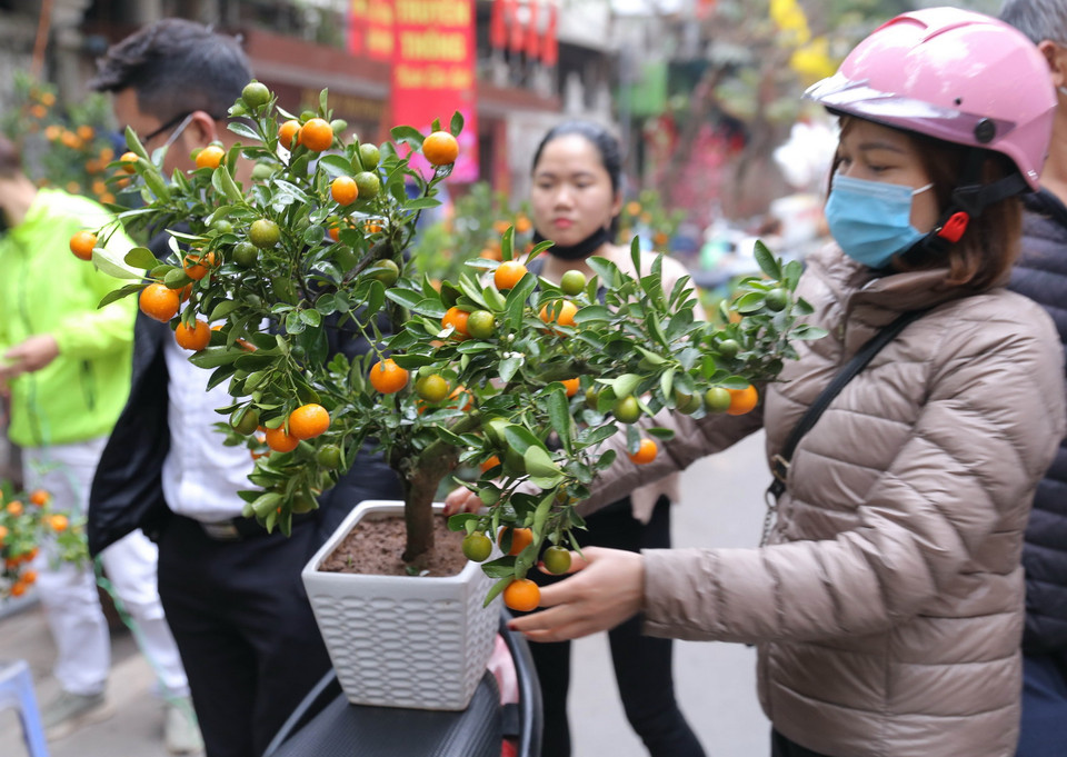 Năm nay, dịch COVID-19 diễn biến phức tạp khiến người đến du xuân, mua sắm ít hơn mọi năm. Dù vậy, đối với những người Thủ đô, không gian chợ hoa Hàng Lược vẫn là thói quen mỗi dịp Tết đến, Xuân về; đến để mua một vật phẩm kỷ niệm lấy may mắn cho năm mới, mang một cành đào, cây quất về trang trí nhà hay chụp những bức hình lưu giữ kỷ niệm. Trong ảnh: Một người dân mua cây quất ưng ý chơi Tết. (Ảnh: Hoàng Hiếu/TTXVN)