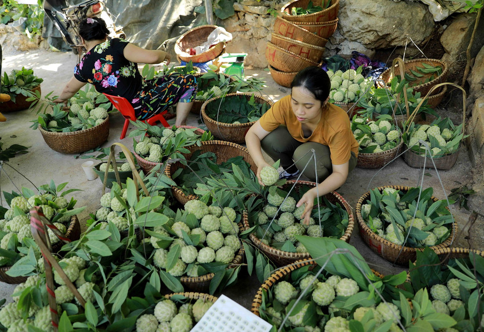 Phân loại, dán tem truy suất nguồn gốc sản phẩm đặc sản na 'Chi Lăng' để cung cấp cho thị trường tại hộ nông dân Hoàng Văn Chức ở thôn Lũng Than, thị trấn Chi Lăng, huyện Chi Lăng. (Ảnh: Vũ Sinh/TTXVN)