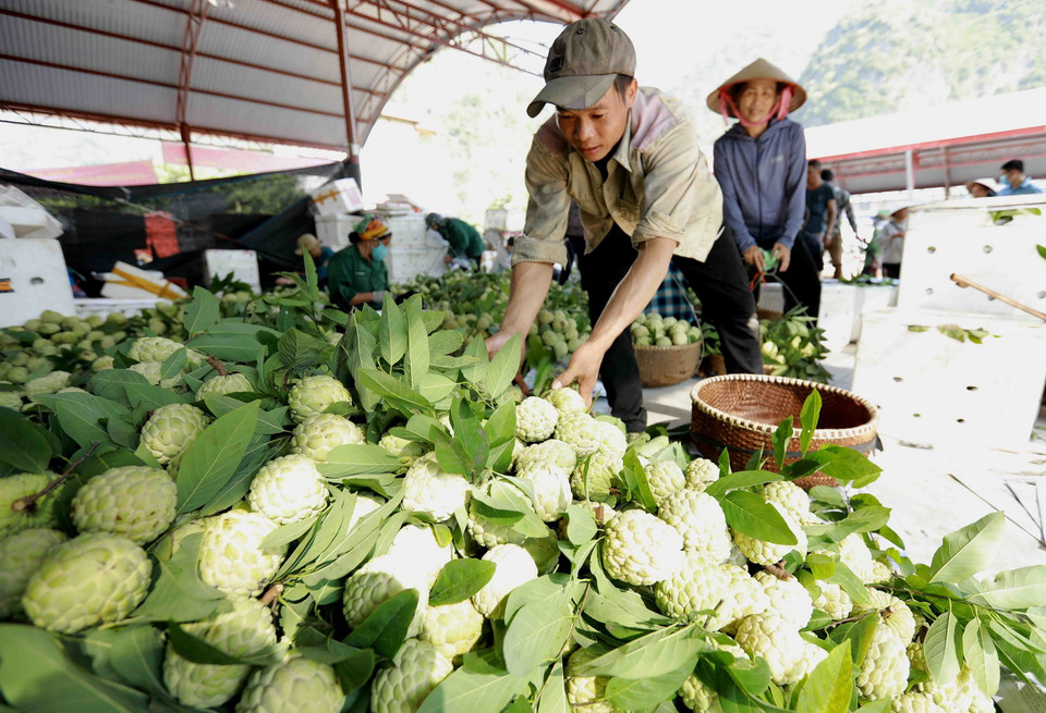 Đặc sản na 'Chi Lăng' được phân loại đóng thùng xốp bảo quản mang đi tiêu thụ. (Ảnh: Vũ Sinh/TTXVN)
