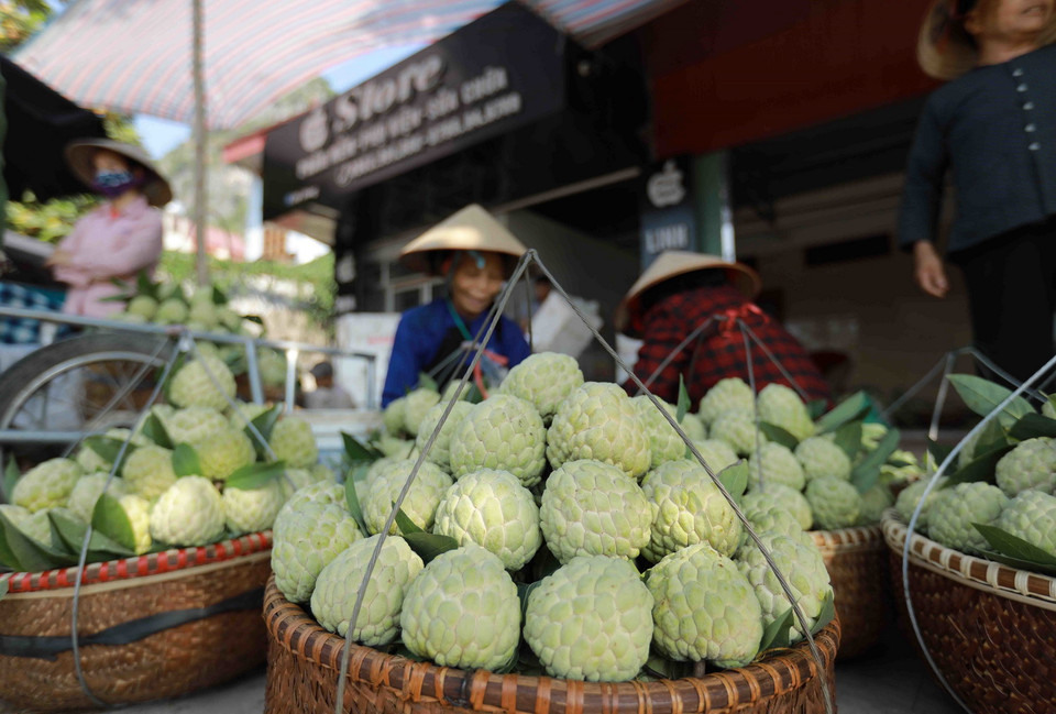 Đặc sản na 'Chi Lăng' bán ở chợ thị trấn Chi Lăng. (Ảnh: Vũ Sinh/TTXVN)
