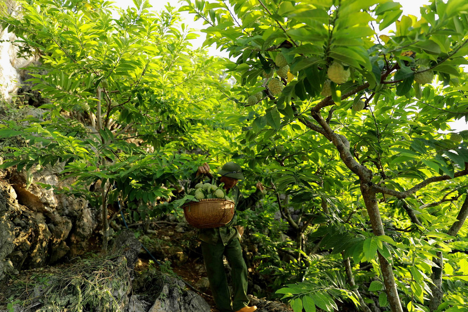 Ông Hoàng Văn Chức ở thôn Lũng Than, thị trấn Chi Lăng vận chuyển na thu hoạch về nơi tập kết của gia đình để phân loại cung cấp cho thị trường. (Ảnh: Vũ Sinh/TTXVN)