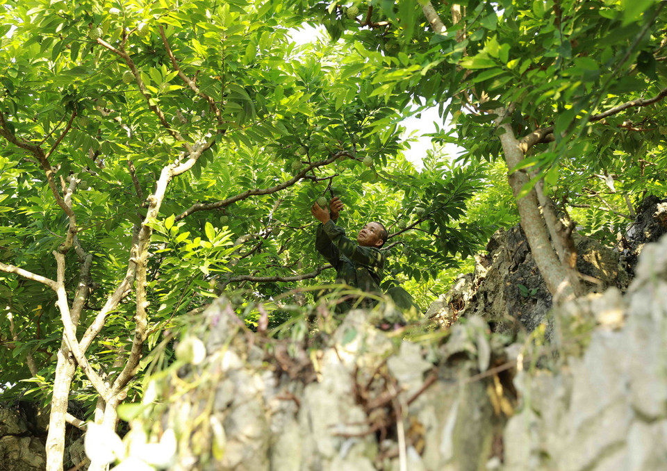 Vườn trồng na của hộ nông dân Hoàng Văn Chức ở thôn Lũng Than, thị trấn Chi Lăng được trồng trên núi cao cho chất lượng quả thơm ngon. (Ảnh: Vũ Sinh/TTXVN)