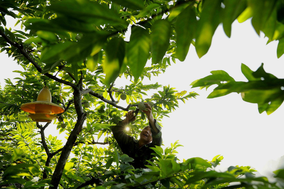 Thu hoạch na tại hộ nông dân Hoàng Văn Chức ở thôn Lũng Than, thị trấn Chi Lăng được trồng theo tiêu chuẩn Vietgap. Năm 2020, vườn na của gia đình được cấp chứng nhận mã số vùng trồng OTAS. (Ảnh: Vũ Sinh/TTXVN)