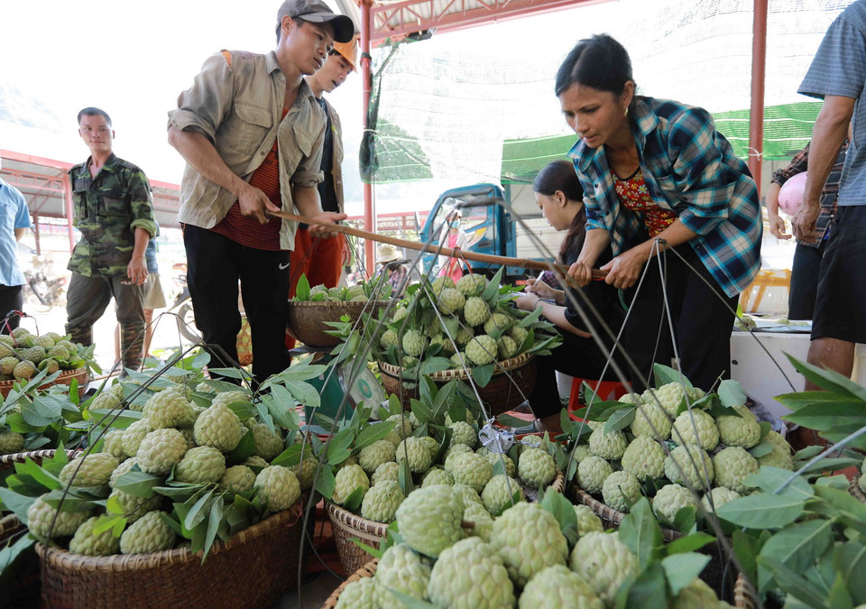 Đặc sản na 'Chi Lăng' được phân loại đóng thùng xốp bảo quản mang đi tiêu thụ tại một cơ sở ở chợ thị trấn Chi Lăng. (Ảnh: Vũ Sinh/TTXVN)