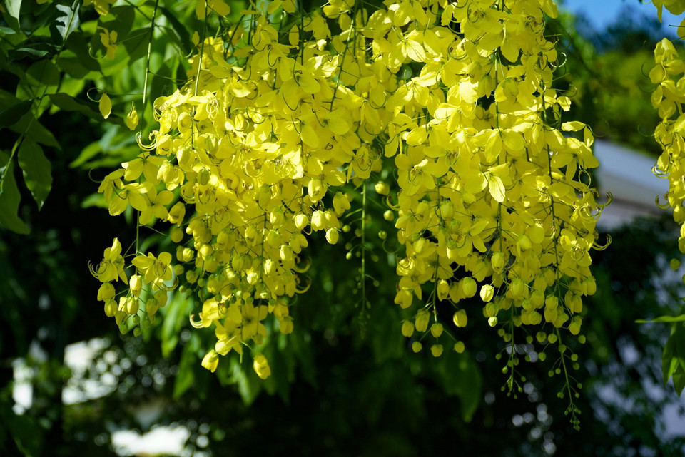 Những ngày tháng 5 này, hoa muồng hoàng yến bắt đầu nở rộ, khoe sắc vàng rực rỡ hai bên bờ con sông Nậm Rốm lịch sử ở thành phố Điện Biên Phủ (tỉnh Điện Biên). (Ảnh: Xuân Tư/TTXVN)