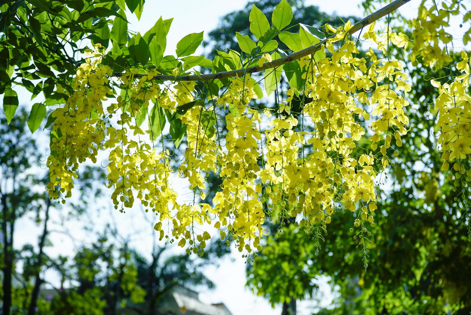 Muồng hoàng yến còn có tên là muồng hoàng hậu, hoa lồng đèn, bò cạp nước, bò cạp vàng, Osaka, mai dây, cây xuân muộn, mai nở muộn... (Ảnh: Xuân Tư/TTXVN)