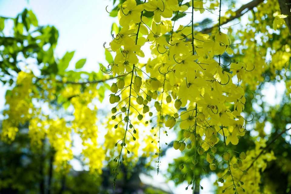 Muồng hoàng yến có nguồn gốc từ miền nam châu Á, là loài cây trung tính, ưa sáng, mọc nhanh và chịu hạn tốt. (Ảnh: Xuân Tư/TTXVN)