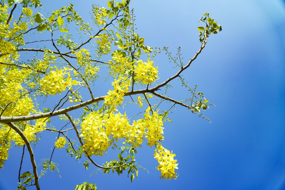 Dưới ánh nắng Hè chói chang sắc vàng muồng hoàng yến càng rực rỡ hơn. (Ảnh: Xuân Tư/TTXVN)