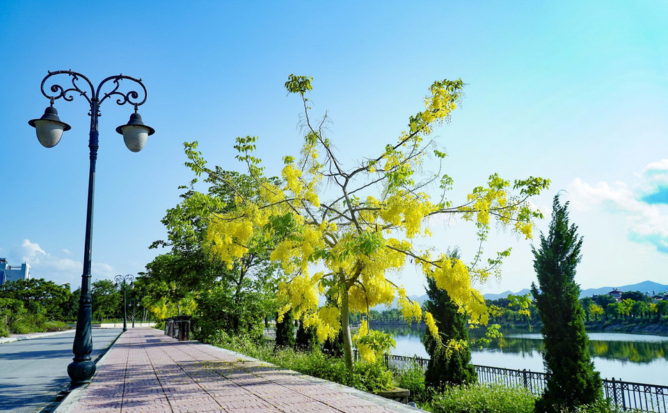 Vẻ đẹp của muồng hoàng yến giúp khung cảnh bờ sông Nậm Rốm thêm thơ mộng và quyến rũ. (Ảnh: Xuân Tư/TTXVN)