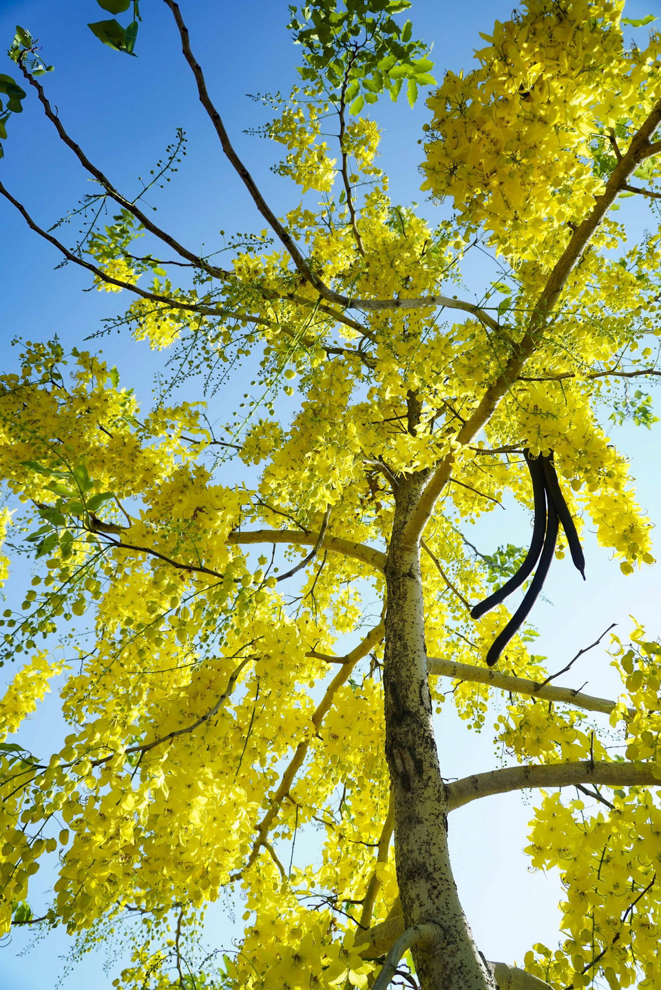 Vẻ đẹp của muồng hoàng yến làm xao xuyến lòng người, điểm tô trên nền trời xanh biếc của ngày hè. (Ảnh: Xuân Tư/TTXVN)