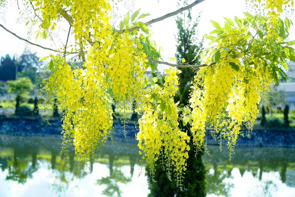 Muồng hoàng yến cho hoa chính vào mùa hè và kéo dài 2-3 tháng. (Ảnh: Xuân Tư/TTXVN)