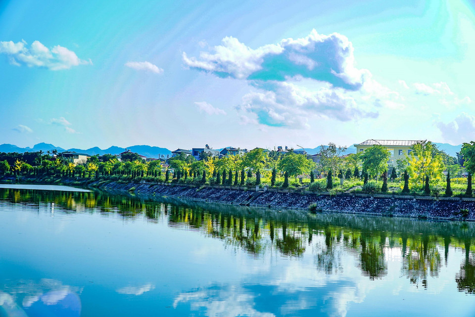 Vẻ đẹp của muồng hoàng yến giúp khung cảnh bờ sông Nậm Rốm thêm thơ mộng và quyến rũ. (Ảnh: Xuân Tư/TTXVN)