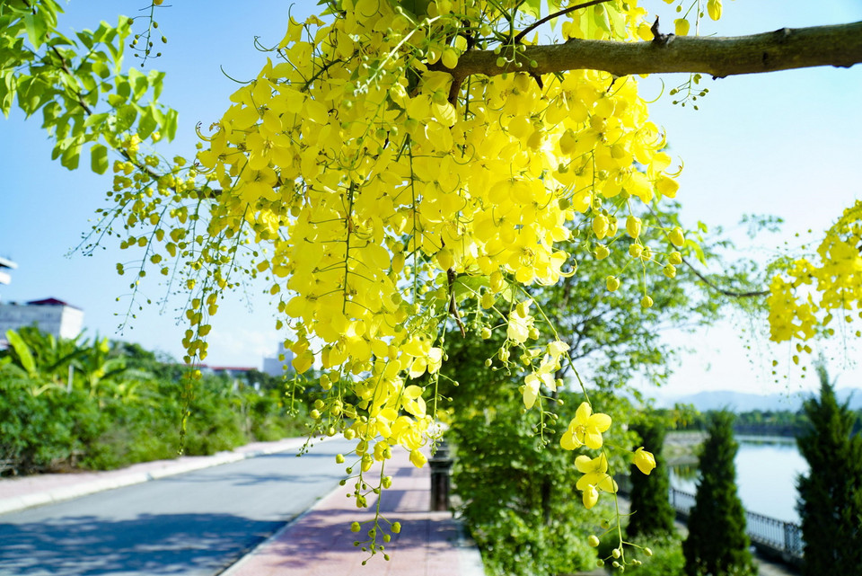 Muồng hoàng yến nở thành từng chùm, cánh hoa mỏng với màu vàng rực rỡ. (Ảnh: Xuân Tư/TTXVN)