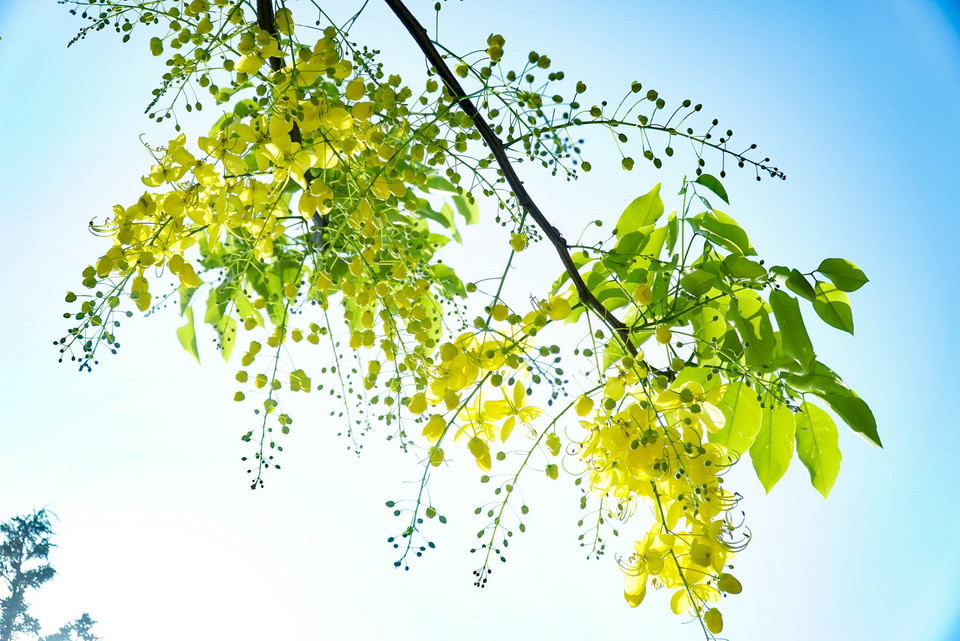  Muồng hoàng yến như những họa tiết tô điểm trên nền trời xanh. (Ảnh: Xuân Tư/TTXVN)