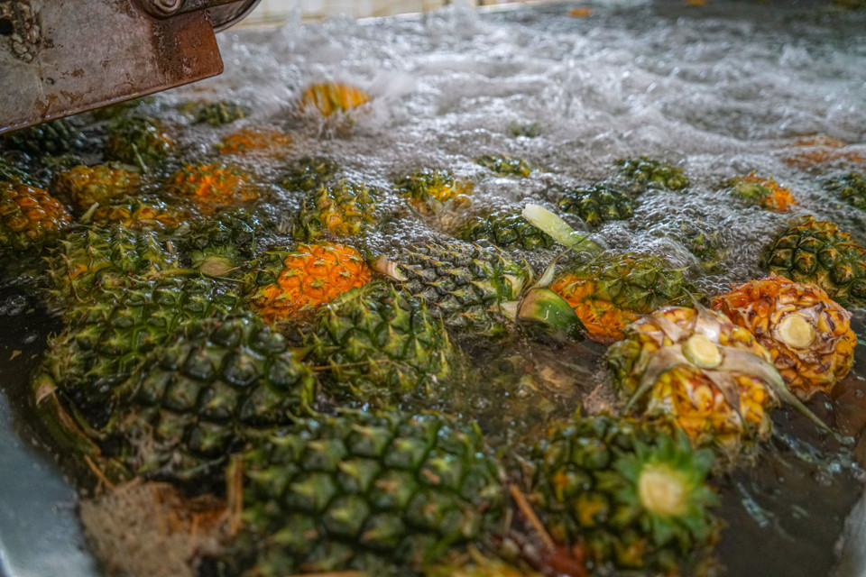 Tại nhà máy, dứa được đưa lên băng chuyền và ngâm trong nước để làm sạch. (Ảnh: Lâm Phan/Vietnam+)