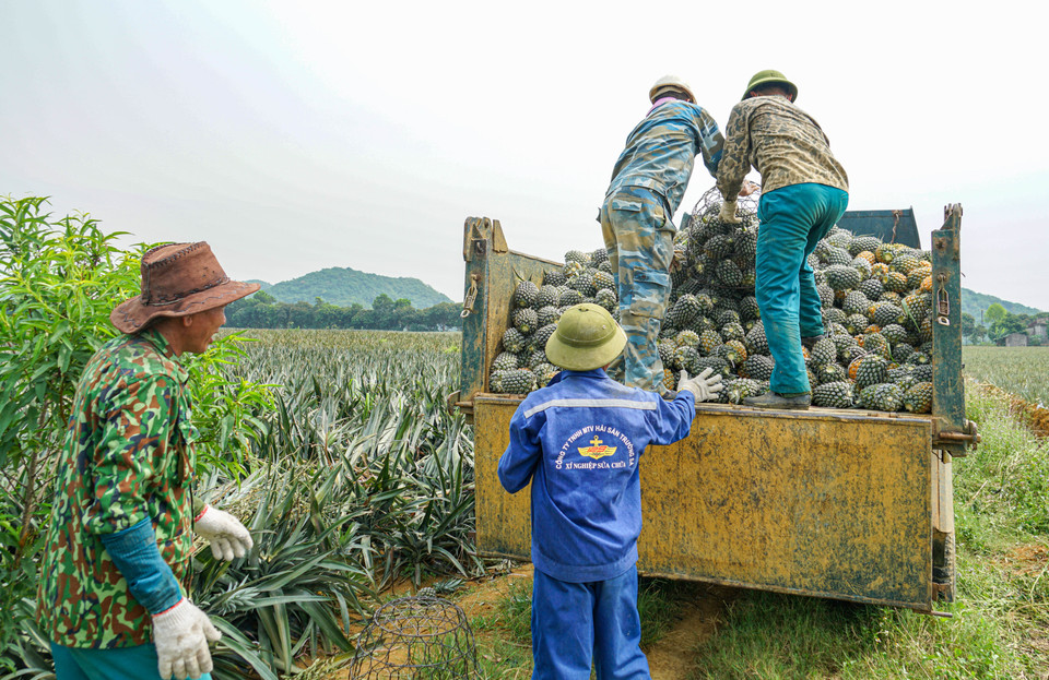 Sau khi thu hoạch tại nông trường dứa Đồng Giao, dứa được chất lên xe tải, đưa về nhà máy chế biến của Công ty cổ phần Thực phẩm Xuất khẩu Đồng Giao. (Ảnh: Lâm Phan/Vietnam+)