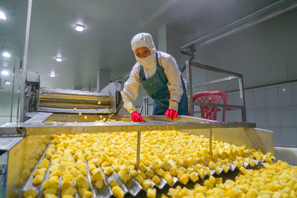 Từng quả dứa được máy gọt sạch vỏ, cắt ra từng miếng nhỏ theo đúng tiêu chuẩn. (Ảnh: Lâm Phan/Vietnam+)