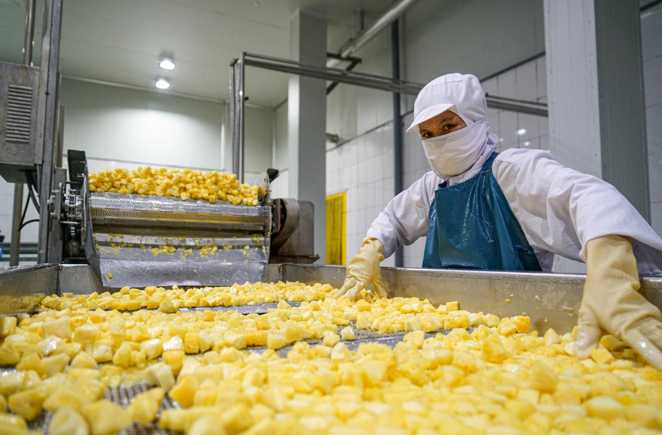 Sau khi được làm sạch, dứa được cho vào dây chuyền sản xuất khép kín hiện đại. Trong nhà máy, nhiệt độ luôn phải đảm bảo ở mức dưới 5 độ C, công nhân trong nhà máy phải mặc đồ bảo hộ và phải khử trùng bắt buộc khi ra vào. (Ảnh: Lâm Phan/Vietnam+)